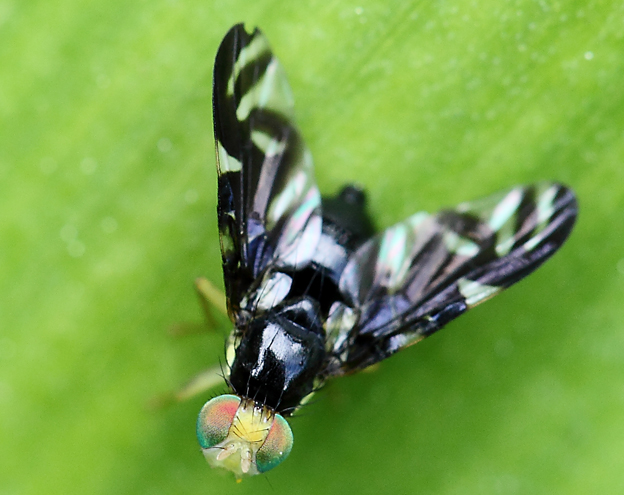 Tephritidae da id